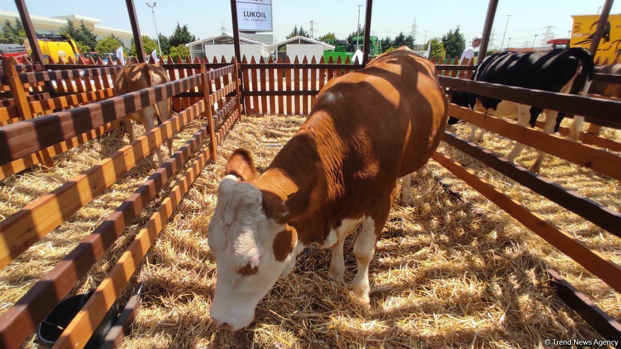 В Баку открылись выставки Caspian Agro и InterFood Azerbaijan-2021