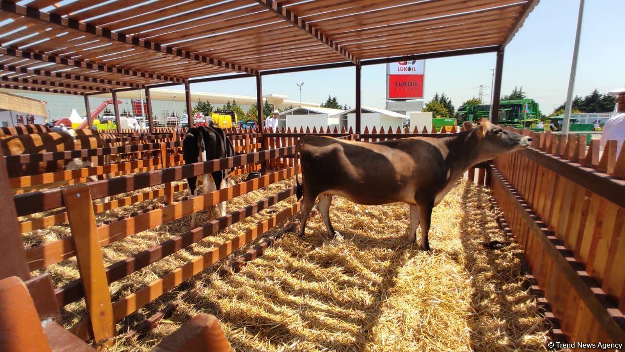 В Баку открылись выставки Caspian Agro и InterFood Azerbaijan-2021