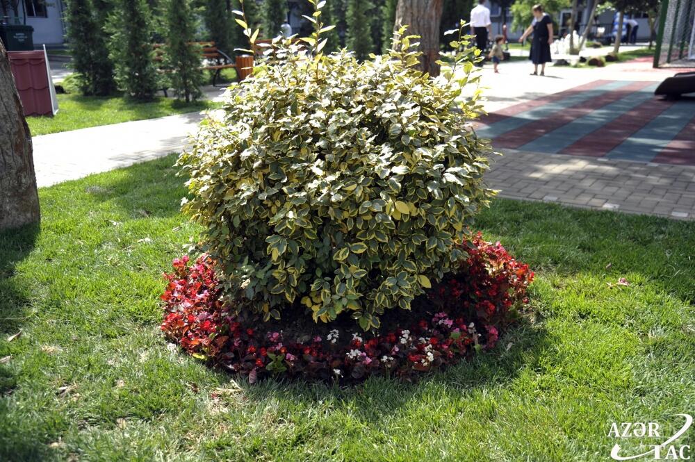В Баку благоустроен и передан в пользование жителей очередной двор