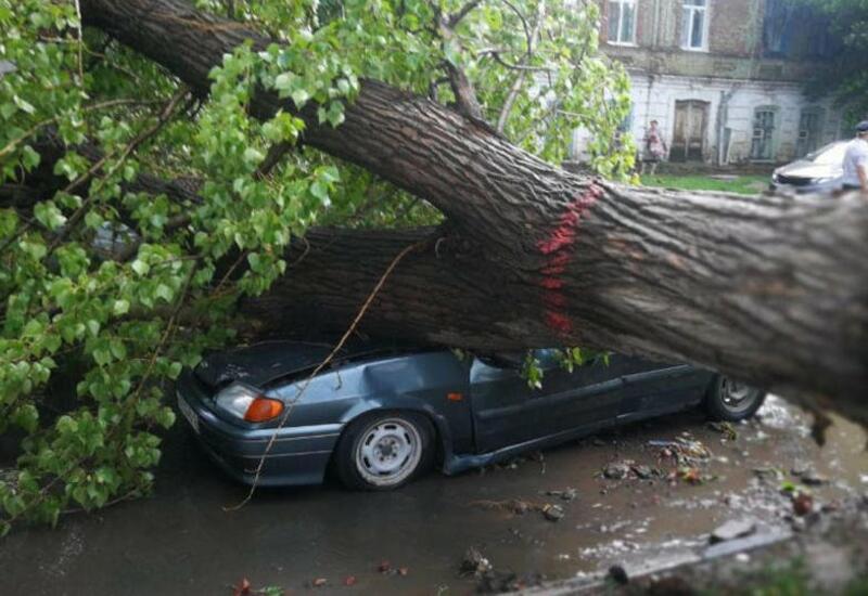 Снесенные ураганом деревья расплющили машины в России