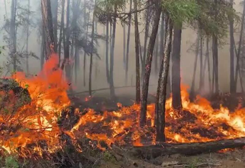 С лесными пожарами в России начали бороться взрывчаткой