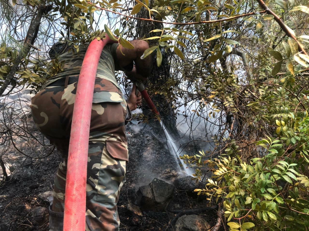 Азербайджанские пожарные локализовали крупные лесные пожары в Турции