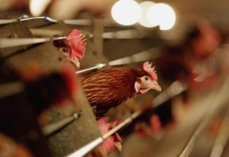 В Китае два случая высокопатогенного птичьего гриппа