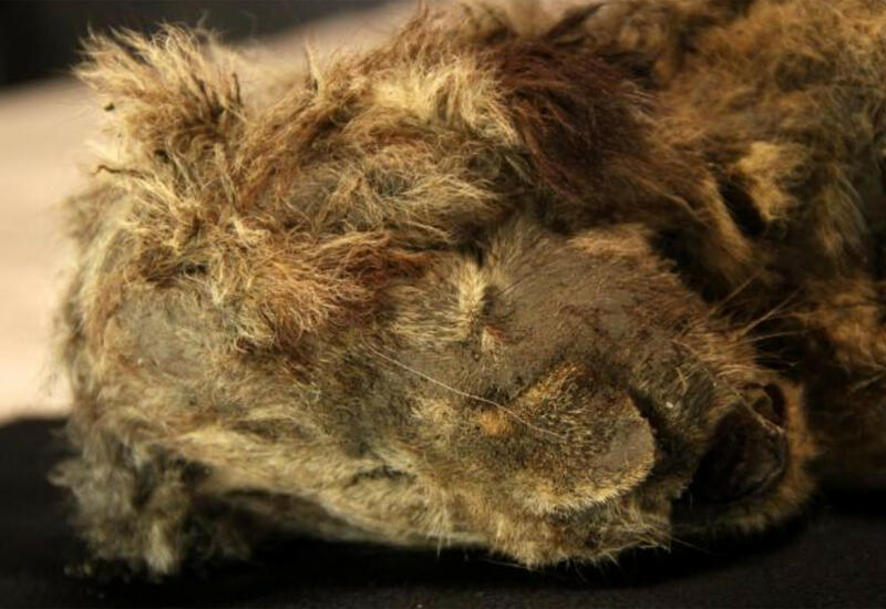 В России нашли замерзшего пещерного львенка возрастом 28 тысяч лет