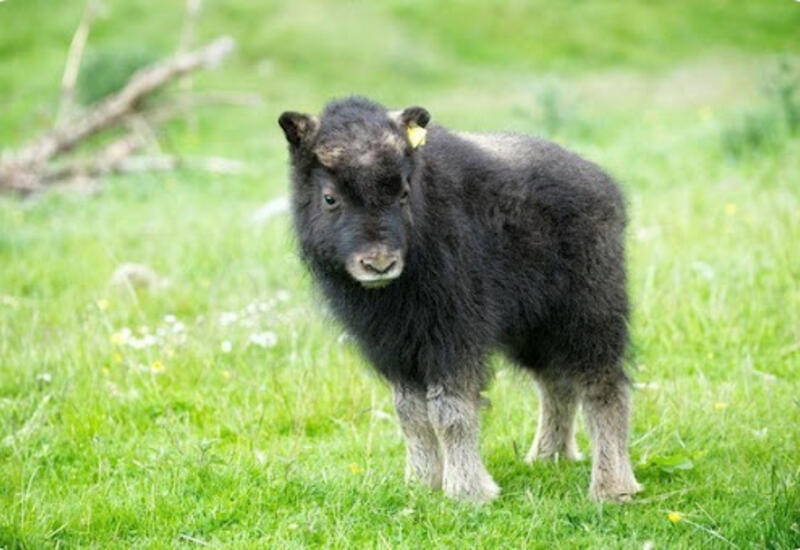 В Московском зоопарке родился редкий теленок