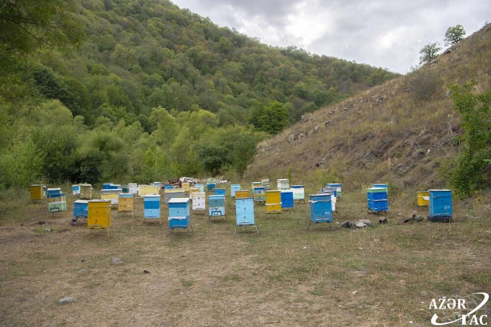 В Кяльбаджаре завершается сезон яйлага, овцеводческие хозяйства возвращаются на зимние пастбища