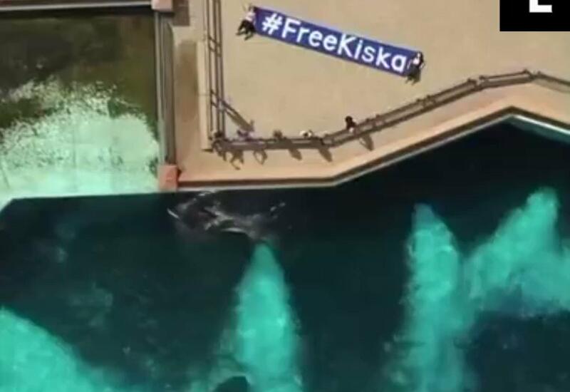В канадском океанариуме косатка от одиночества бьётся головой о стекло аквариума