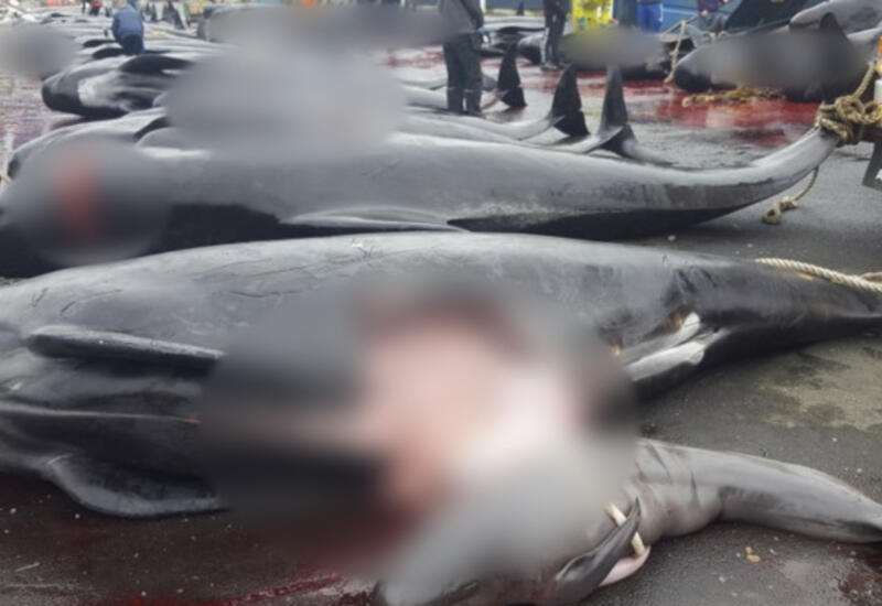 Люди в красной от крови воде: в Дании произошло самое массовое убийство дельфинов в истории