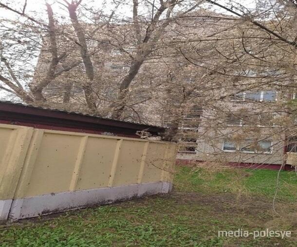 В Беларуси город заполонили гусеницы