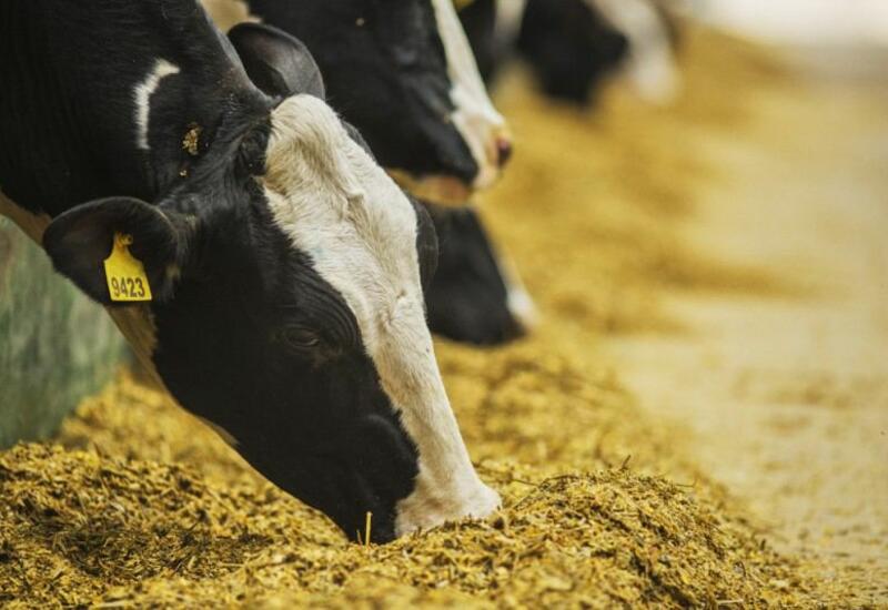 В Азербайджане подешевеет мясо и молочные продукты