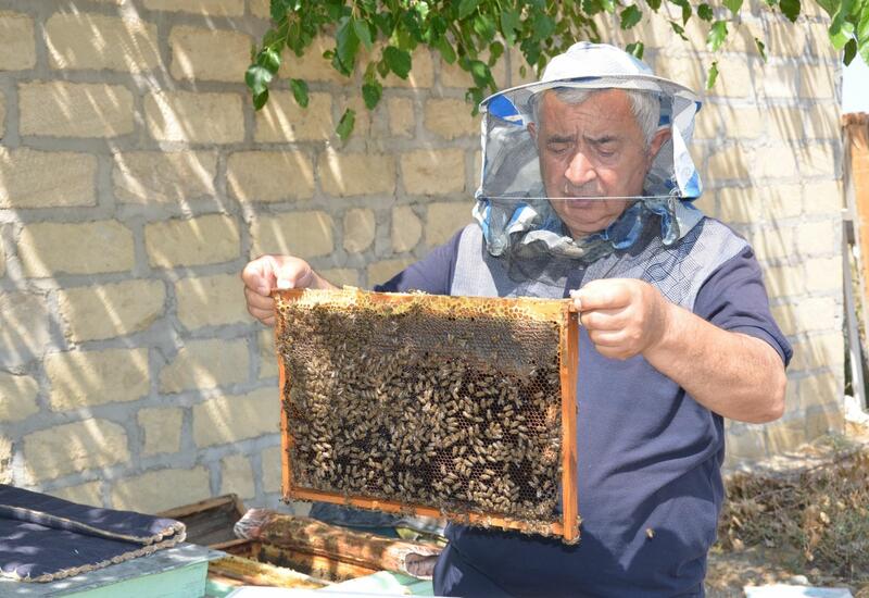 В Азербайджане успешно испытали устройства для увеличения продуктивности пчел