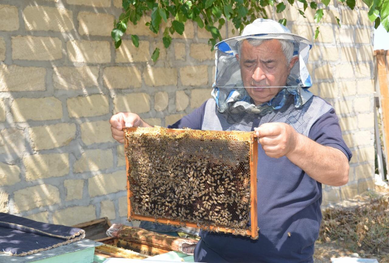 В Азербайджане успешно испытали устройства для увеличения продуктивности пчел