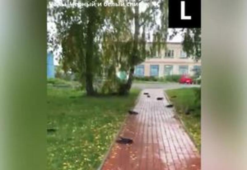 В Сибири одновременно погибли несколько сотен ворон