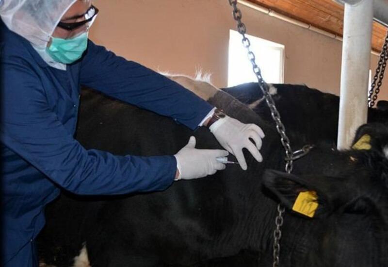 Dabaq xəstəliyi və onunla mübarizə üsulları