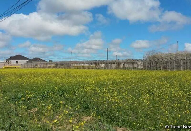 В Азербайджане предлагается не взимать одну из пошлин