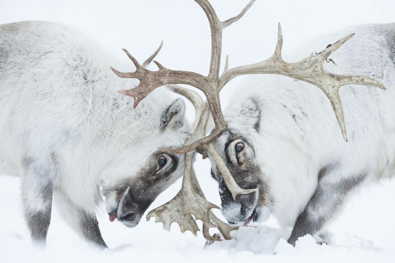 Победители Wildlife Photographer of the Year-2021
