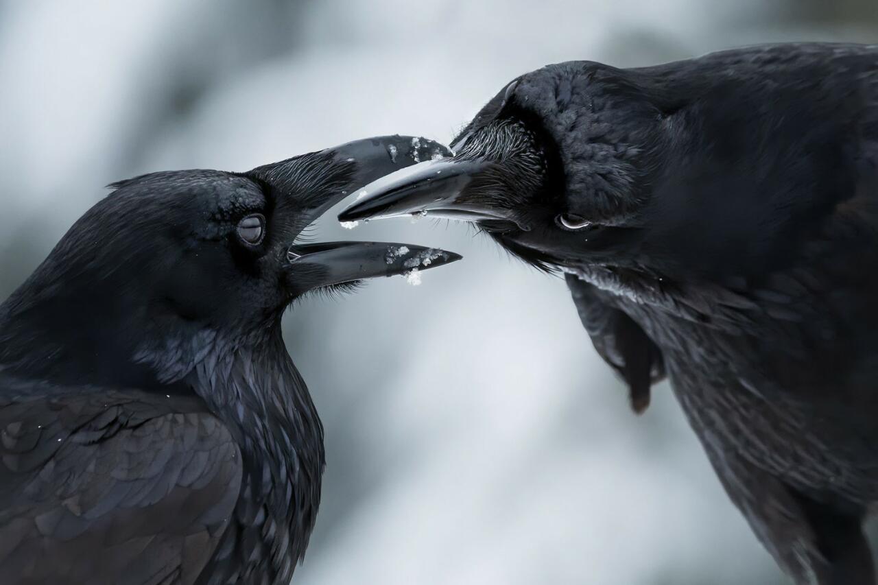 Победители Wildlife Photographer of the Year-2021