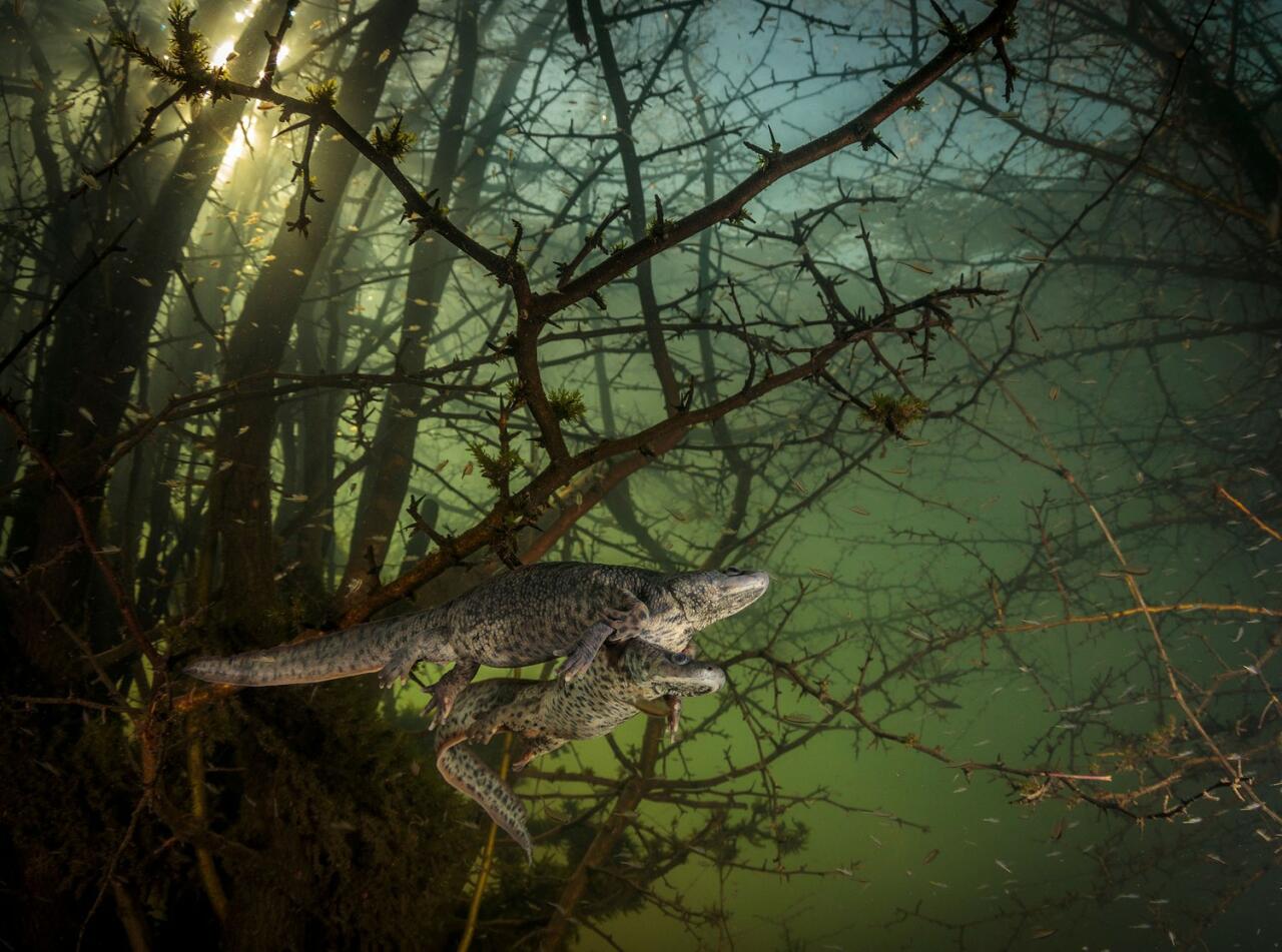Победители Wildlife Photographer of the Year-2021