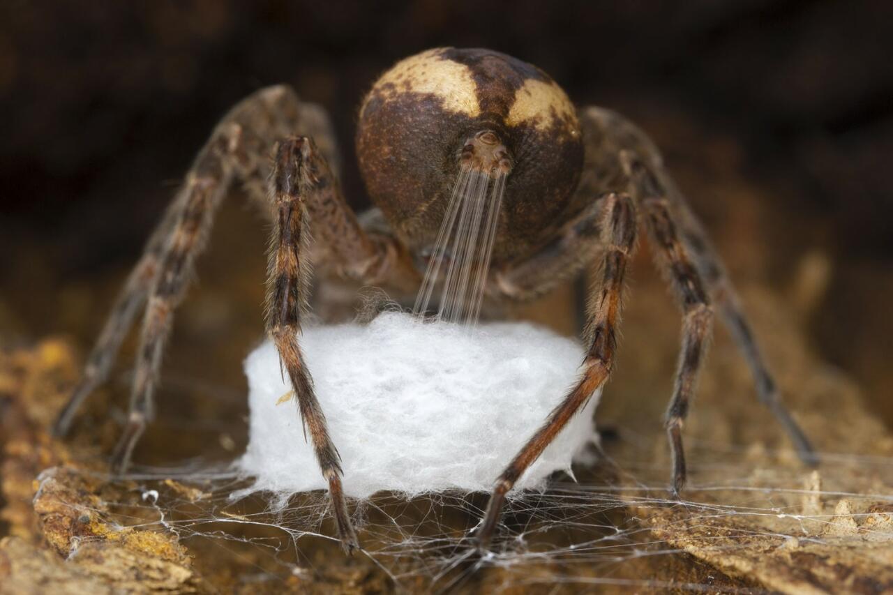 Победители Wildlife Photographer of the Year-2021