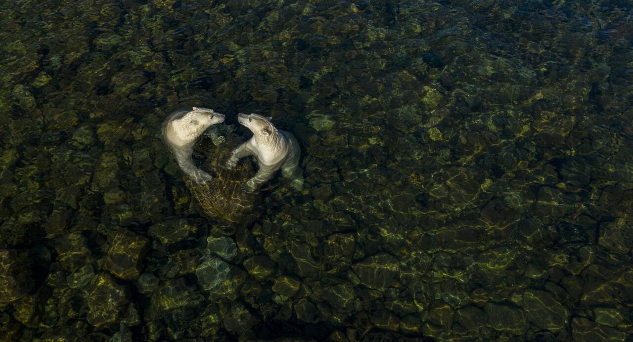 Победители Wildlife Photographer of the Year-2021