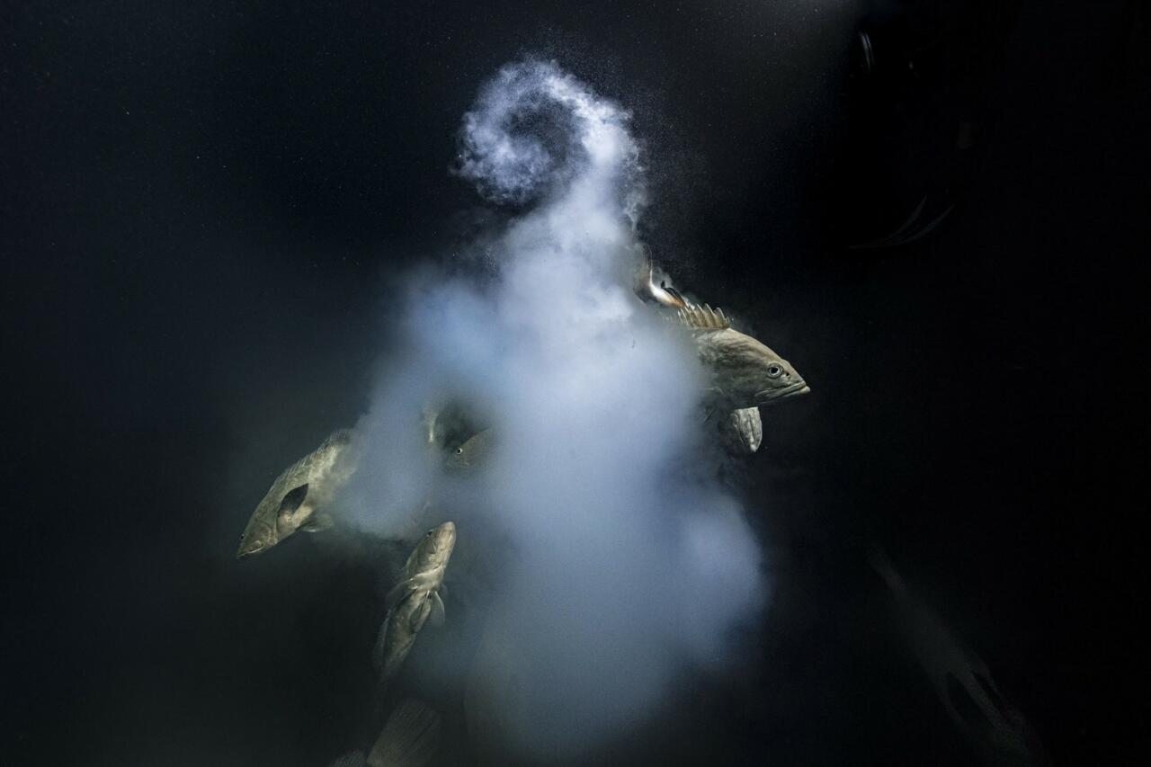 Победители Wildlife Photographer of the Year-2021