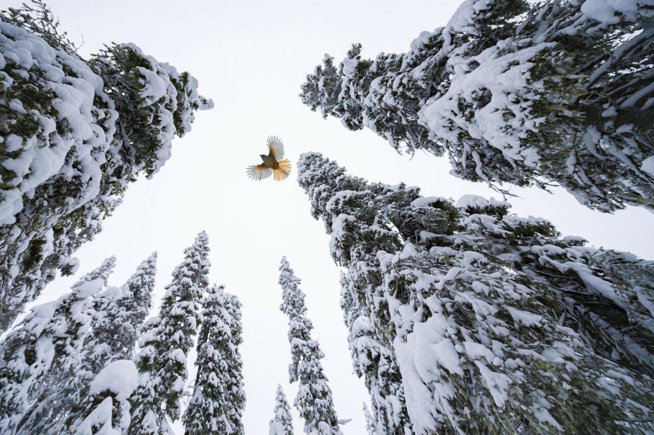 Победители Wildlife Photographer of the Year-2021