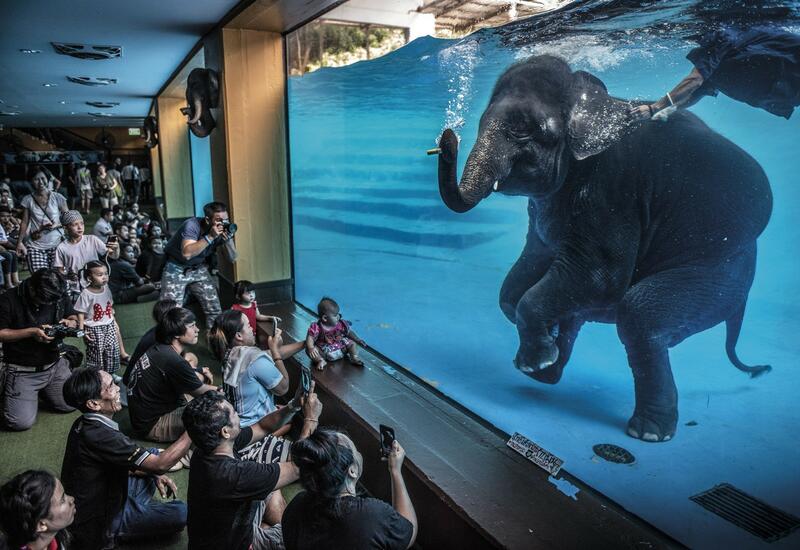 Победители Wildlife Photographer of the Year-2021