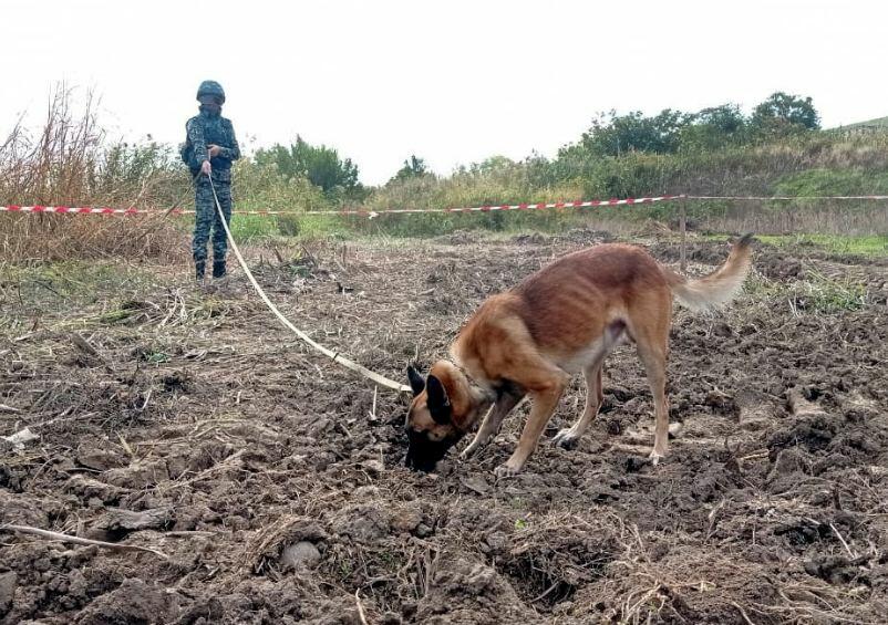 В ГПС Азербайджана назвали количество мин и боеприпасов, обнаруженных на освобожденных приграничных территориях