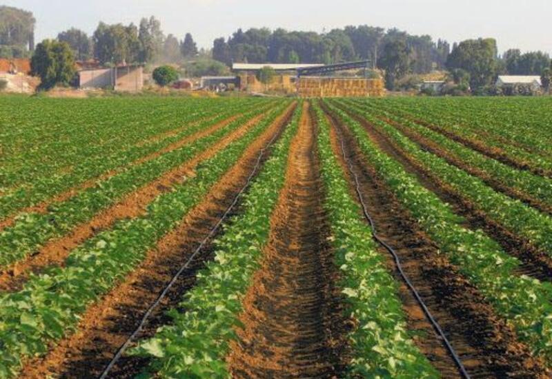 Устранены препятствия для экспорта продукции растениеводства в Россию