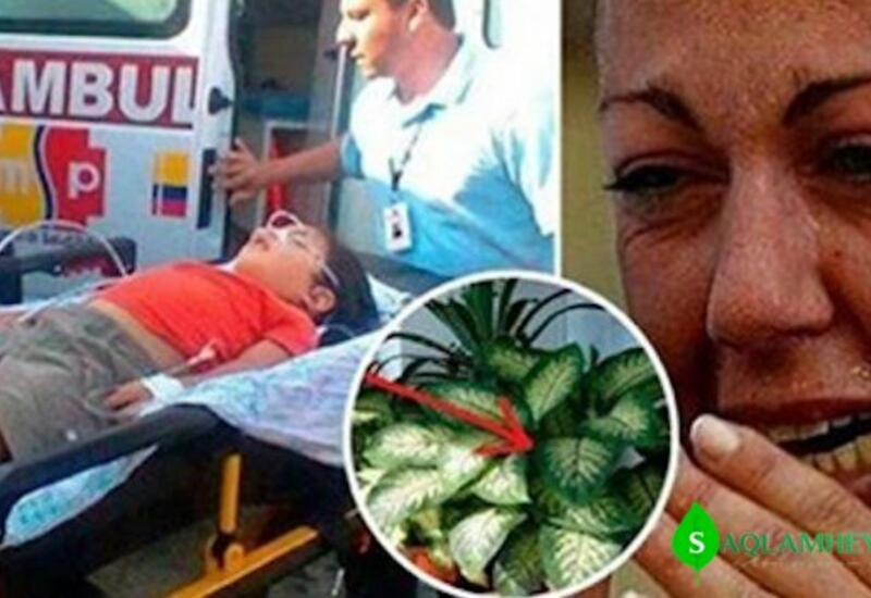 Bu ev bitkisi 1 dəqiqə ərzində uşağı, 15 dəqiqədə isə böyükləri öldürməyə qadirdir