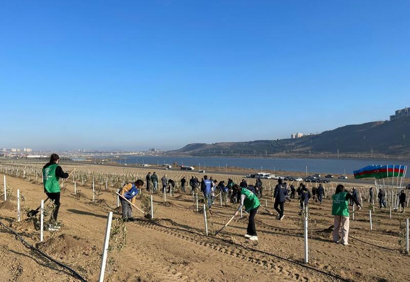 "Yaşıl Marafon" çərçivəsində genişmiqyaslı ağacəkmə tədbirləri davam edir