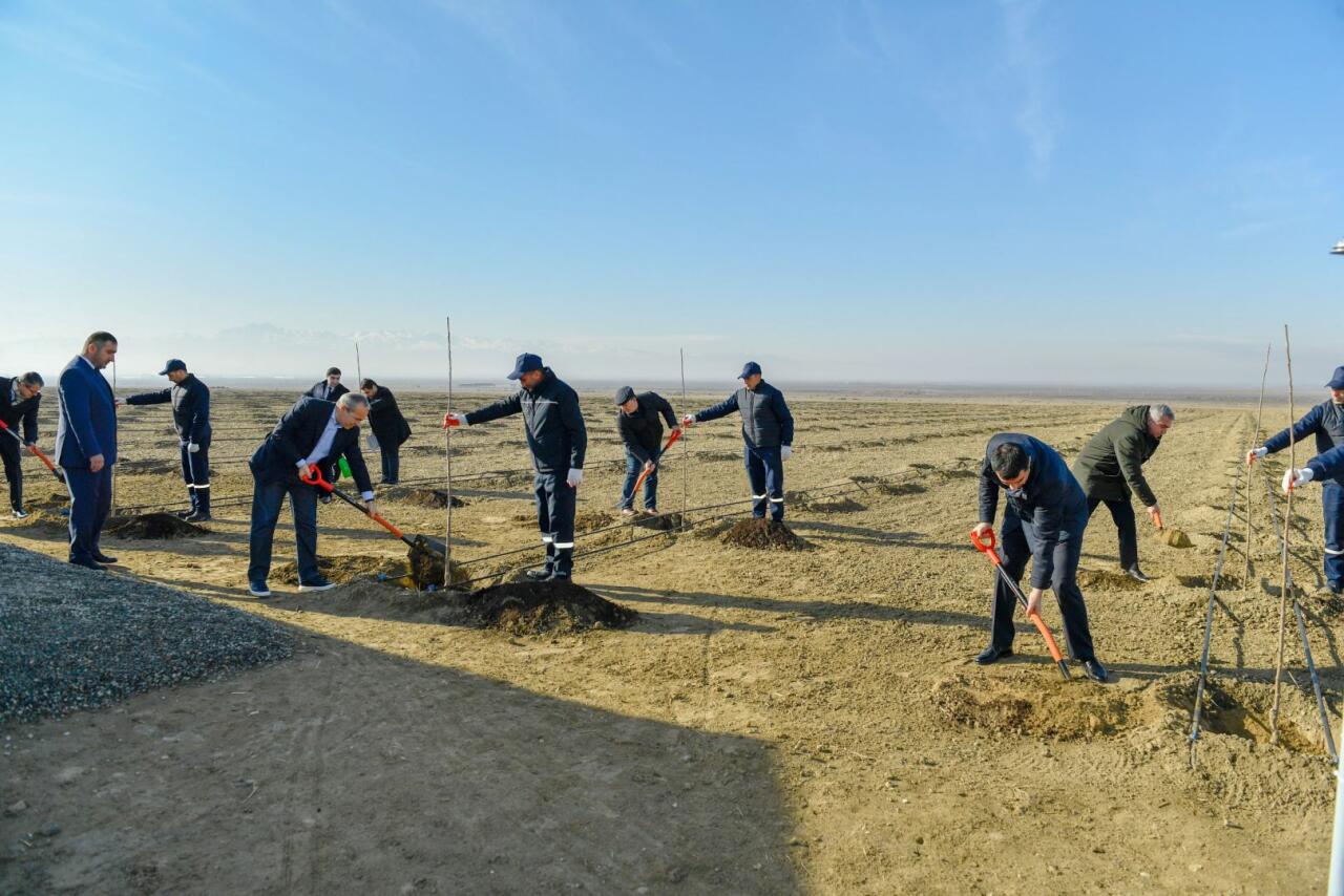 Агропарк в Евлахе создаст 500 постоянных рабочих мест