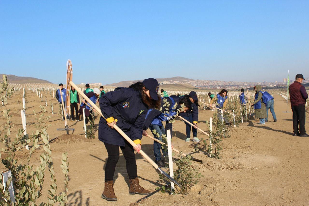 "Yaşıl Marafon" çərçivəsində genişmiqyaslı ağacəkmə tədbirləri davam edir