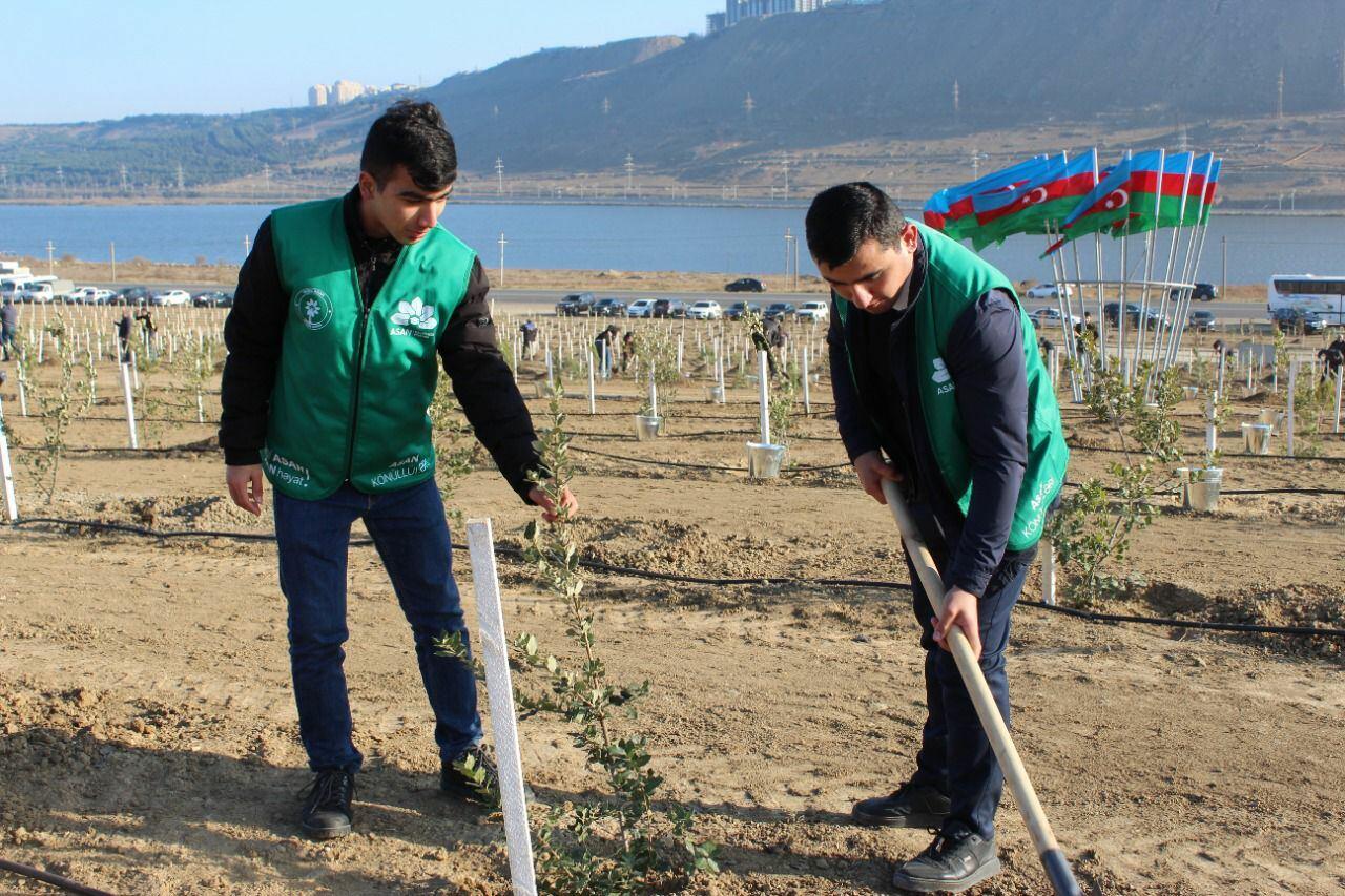 "Yaşıl Marafon" çərçivəsində genişmiqyaslı ağacəkmə tədbirləri davam edir
