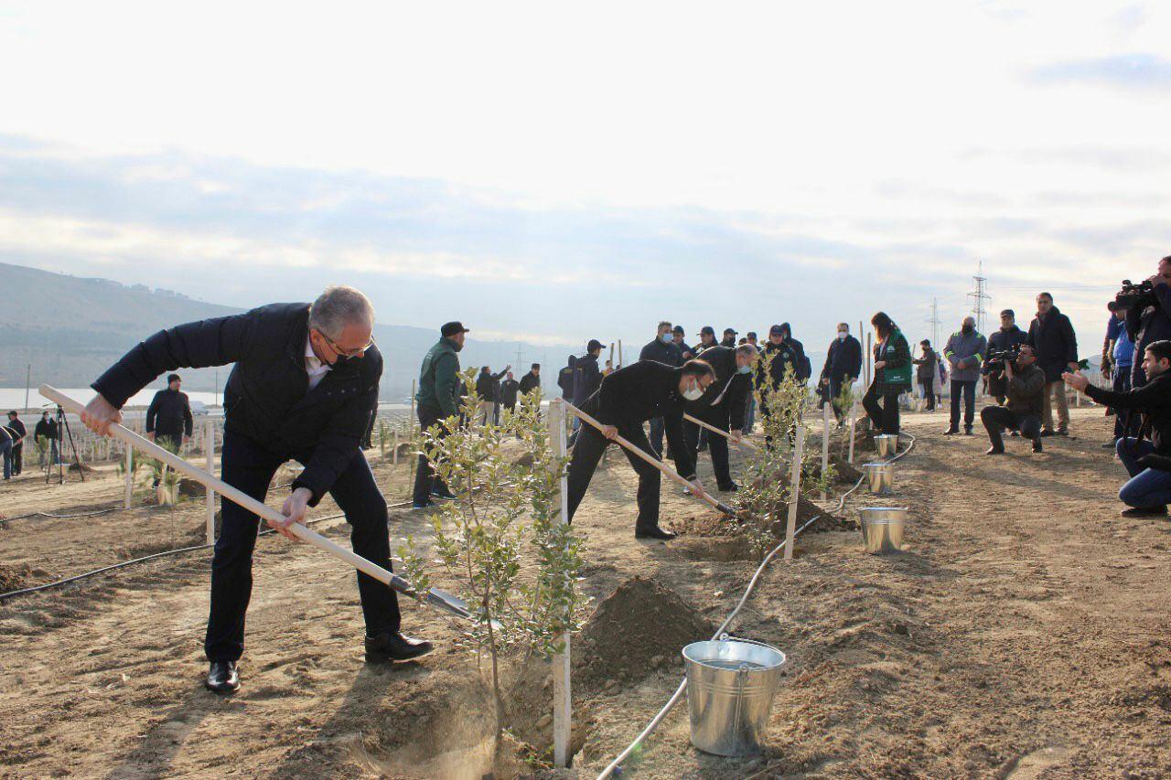 "Yaşıl Marafon" çərçivəsində genişmiqyaslı ağacəkmə tədbirləri davam edir