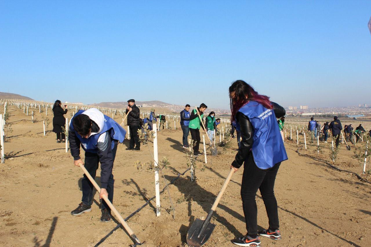 "Yaşıl Marafon" çərçivəsində genişmiqyaslı ağacəkmə tədbirləri davam edir