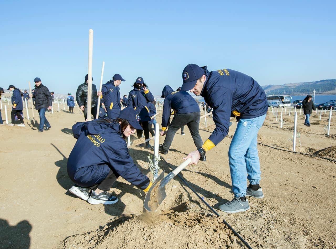 "Yaşıl Marafon" çərçivəsində genişmiqyaslı ağacəkmə tədbirləri davam edir