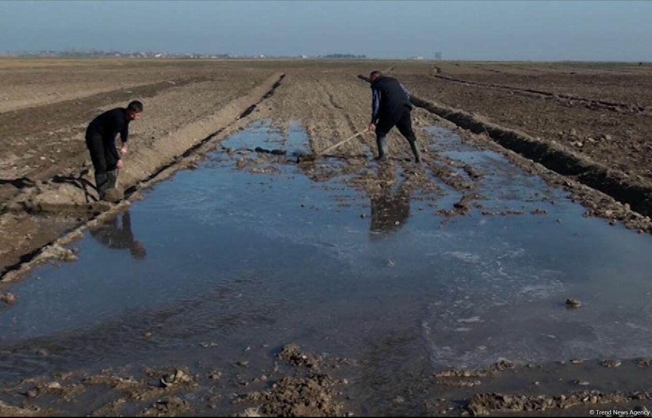 В Карабахе ведутся посевные работы