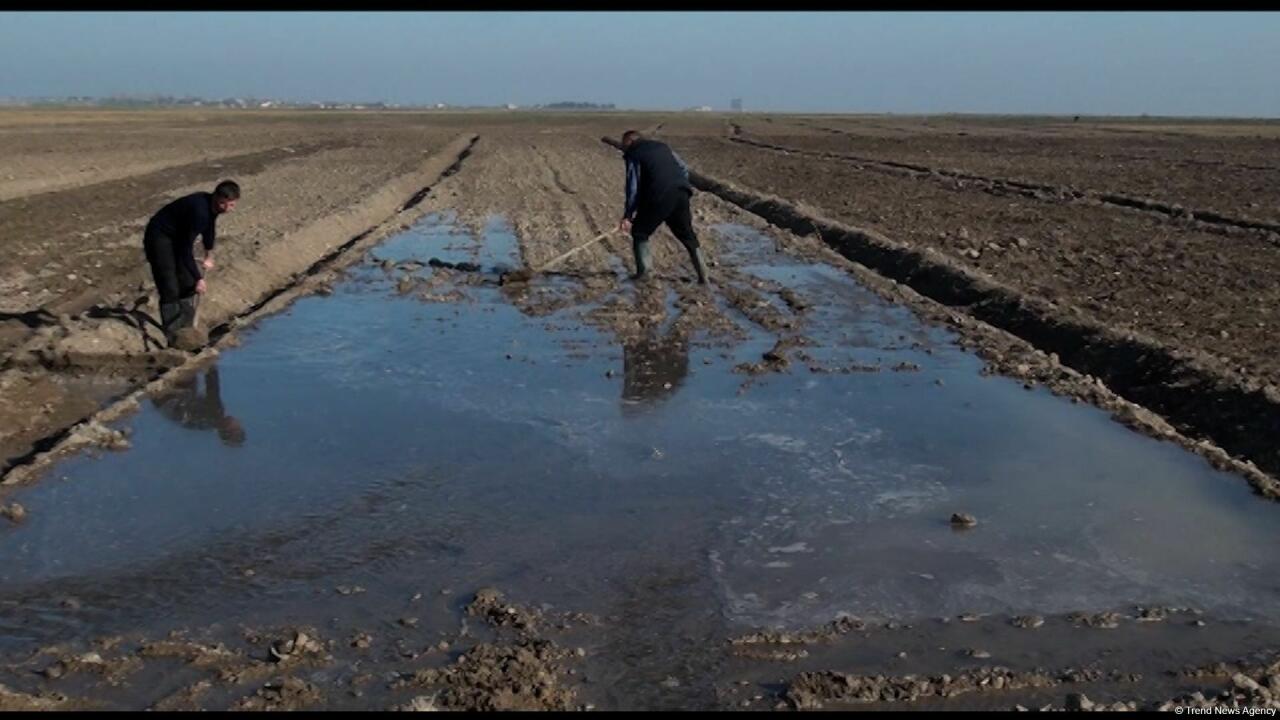 В Карабахе ведутся посевные работы