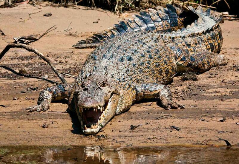 В Австралии спасли двух рыбаков и ребенка от крокодилов