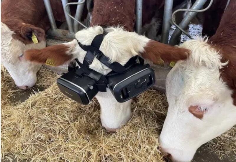 Фермер придумал способ увеличить количество молока у коров