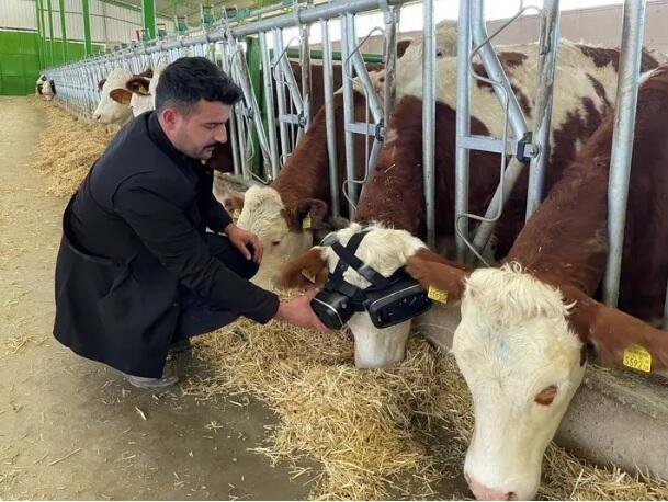Фермер придумал способ увеличить количество молока у коров