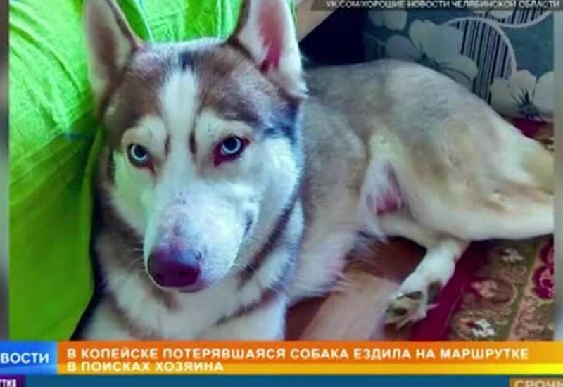 В Челябинске обнаружили Хатико