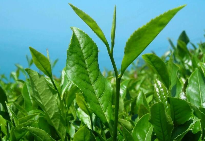 Çay və çay məhsulları ilə əlaqədar dövlət standartı təsdiq edilib