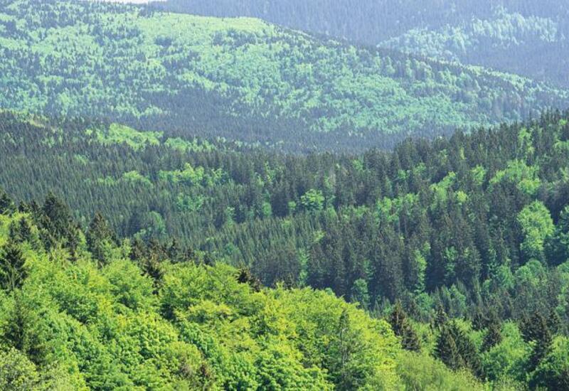 Лесам в Евразии предрекли масштабную гибель