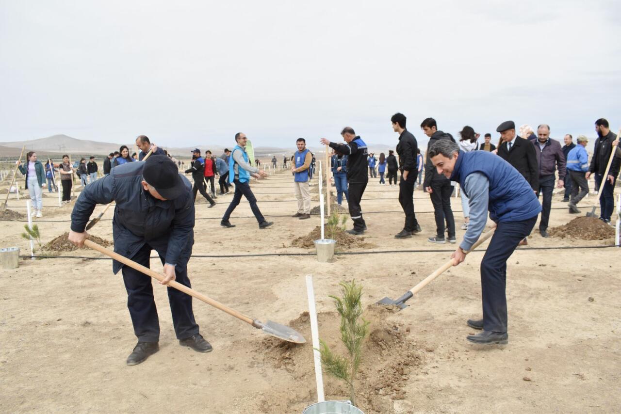 В Азербайджане в рамках кампании по посадке деревьев «Зеленый марафон 2022» проведена очередная акция