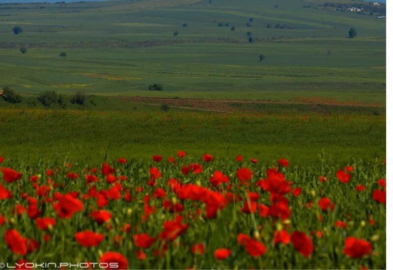 Расцвет горного мака в селе Ивановка