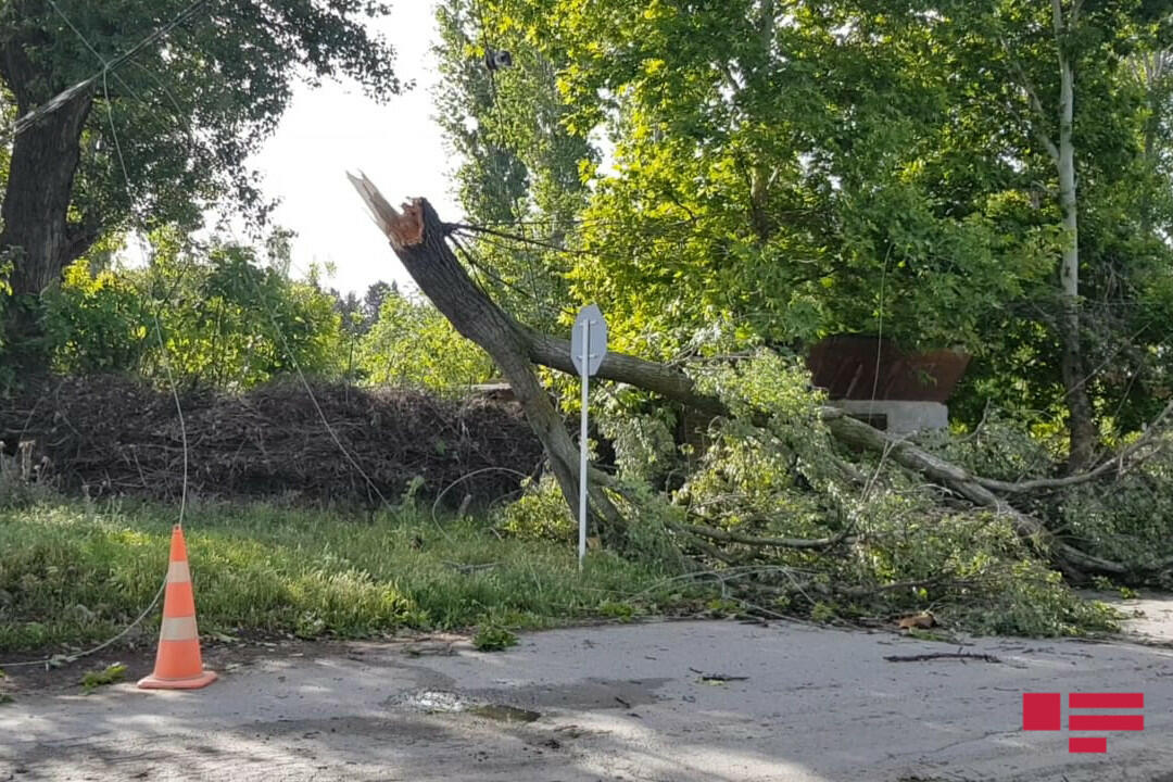 В Гёйчае сильный ветер обрушил деревья