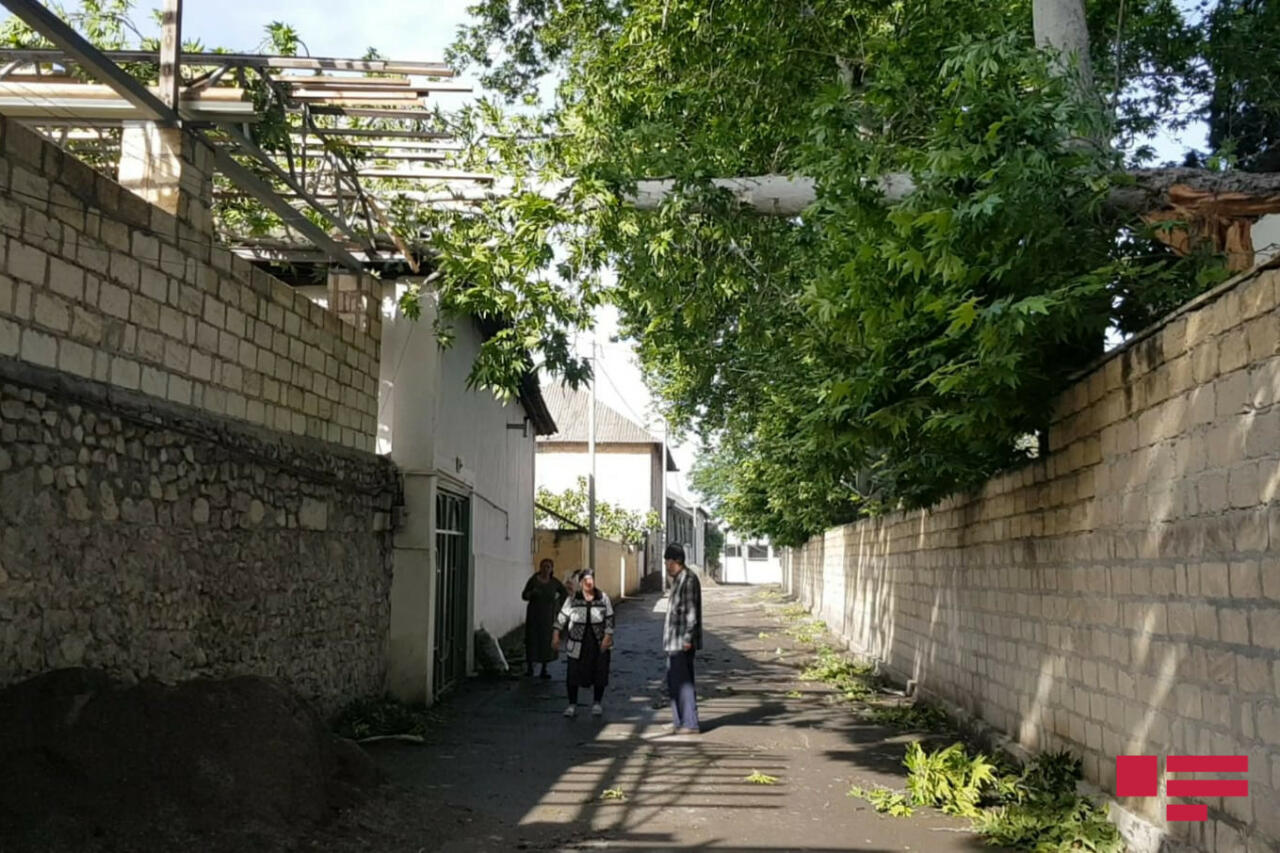 В Гёйчае сильный ветер обрушил деревья