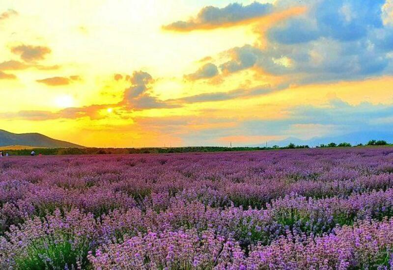 Qəbələdə Lavanda festivalı keçiriləcək